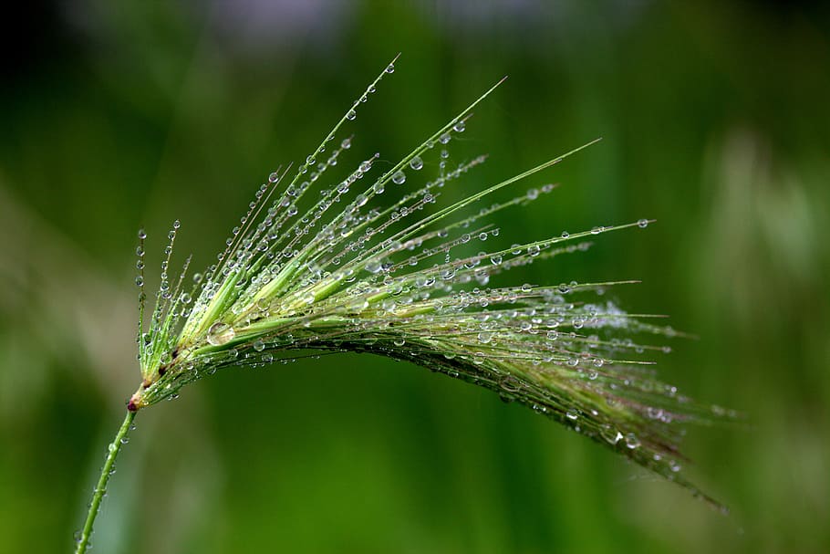 close-up photography of green plant with water dew, spike, drops HD wallpaper