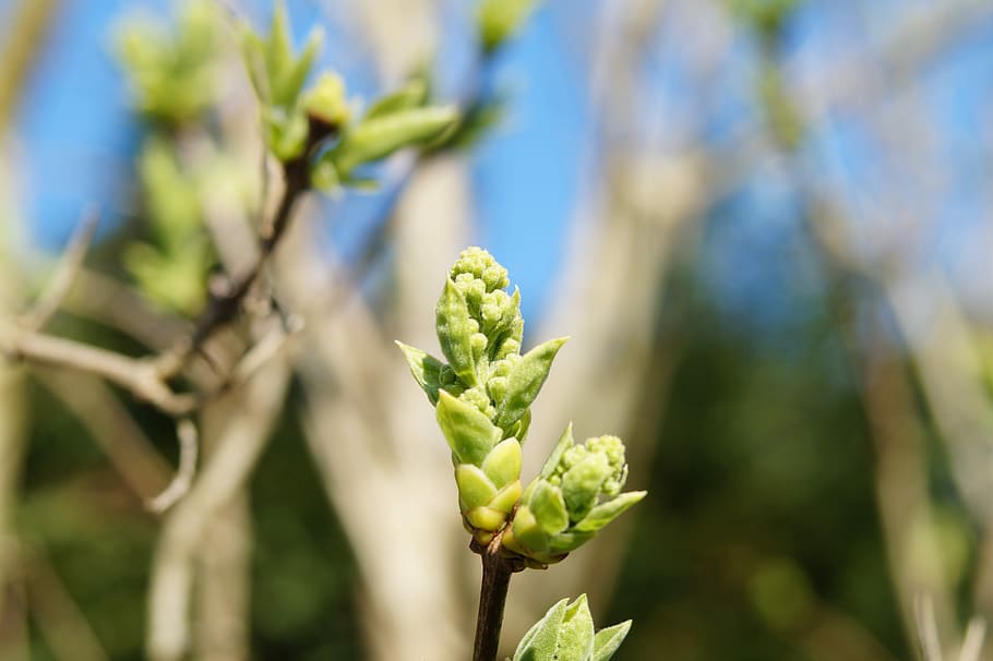 Spring, Sprouts, Bloom, Macro, bud, nature, close, growth, plant HD wallpaper