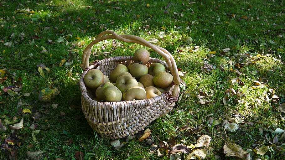 Fruit, Apples, Basket, Fall, food, nature, apple - Fruit, outdoors HD wallpaper