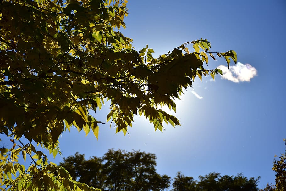 Leaves, Leaf, Tree, Sun, Clouds, sky, shadow, plant, green HD wallpaper