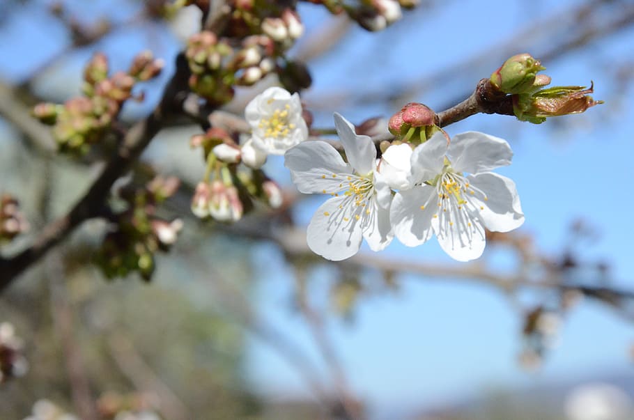 tree, white blossom, cherry blossoms, spring, bloom, plant HD wallpaper