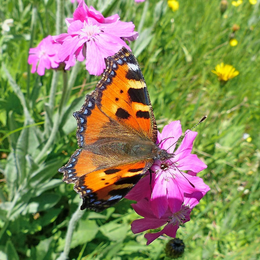 insects, macro, nature, butterfly, flowers, mountain, beauty in nature HD wallpaper