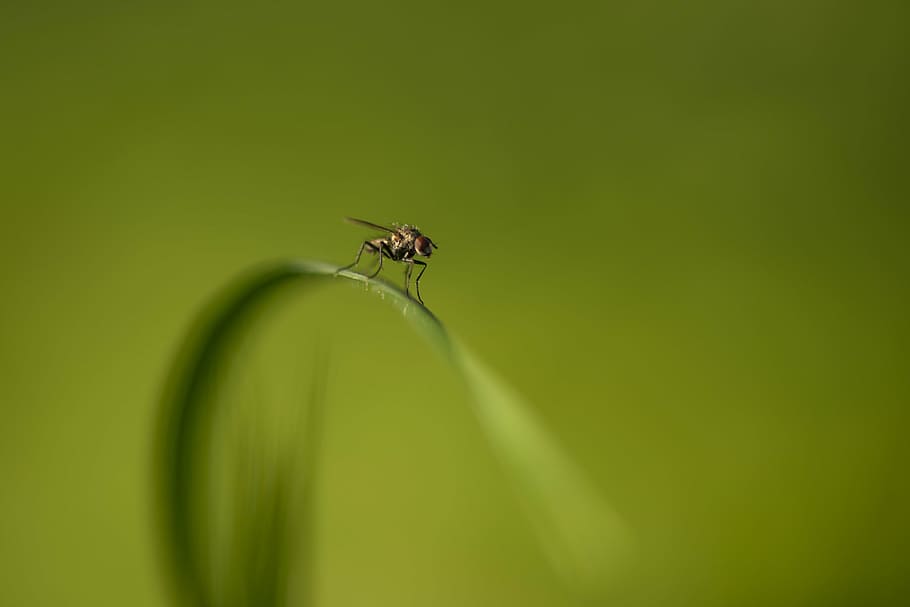 sight, fly, nature, insects, macro, one animal, animal themes HD wallpaper