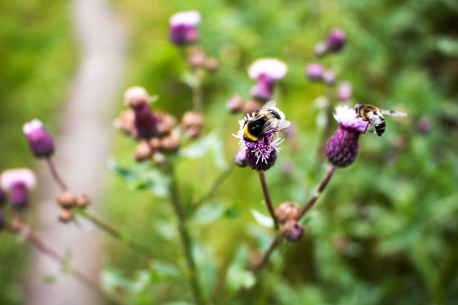 bee, summer, bumblebee, insect, blossom, pollen, pollination HD wallpaper