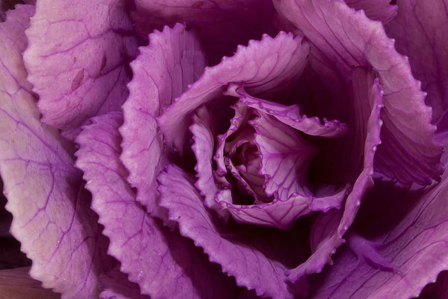 closeup photography of purple flower in bud, ornamental cabbage, HD wallpaper
