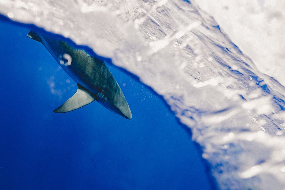 selective focus photography of gray shark, shark in calm body of water HD wallpaper