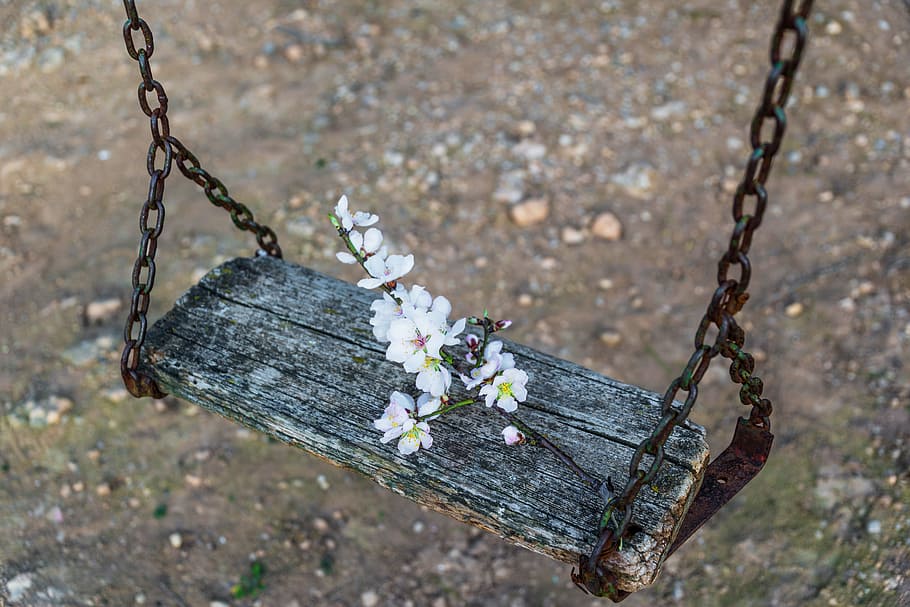 white flowers on wooden bench, brown, swing, almond, plants, spring, HD wallpaper