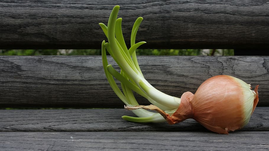 onion, yellow, bench, bloom, wood, green, wood - material, food HD wallpaper