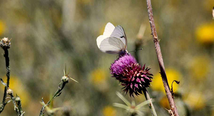 Butterfly, Nature, flower, growth, fragility, plant, petal HD wallpaper