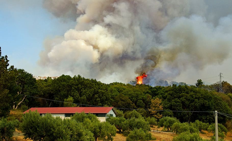 fire, flames, summer, blaze, the forest fire, forest in flames HD wallpaper