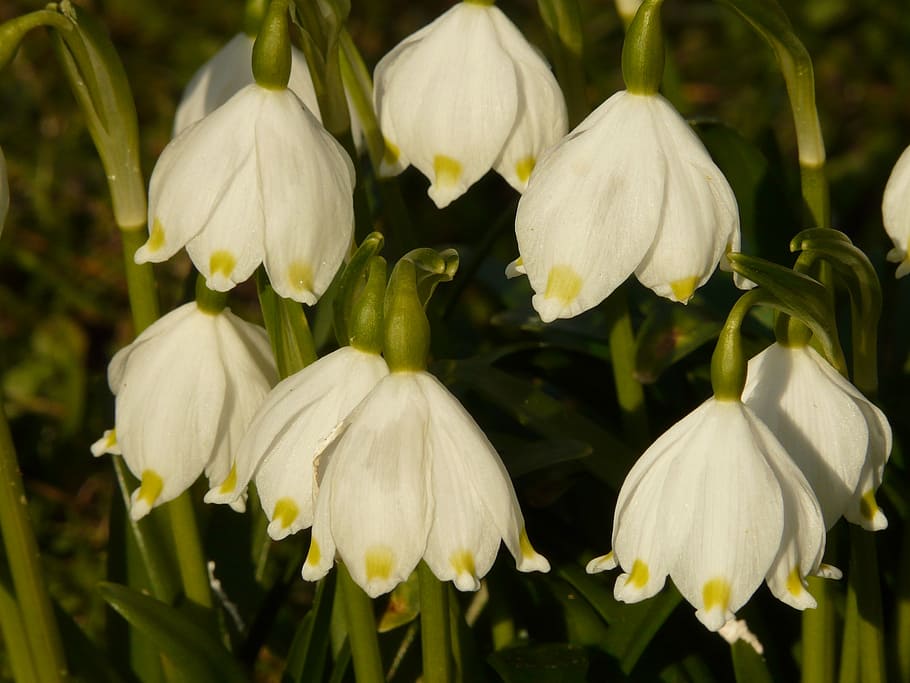 snowflake, flower, spring, blossom, bloom, color, plant, garden HD wallpaper