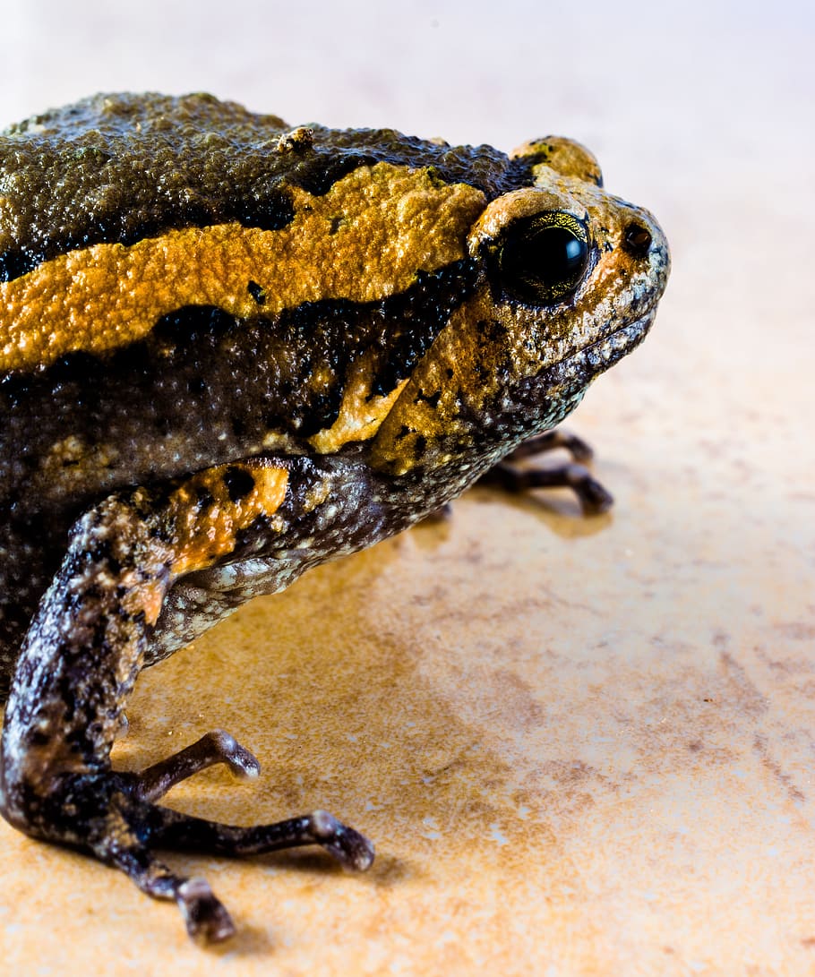 Toad, Anuran, Frog, Amphibians, one animal, reptile, animal wildlife HD wallpaper