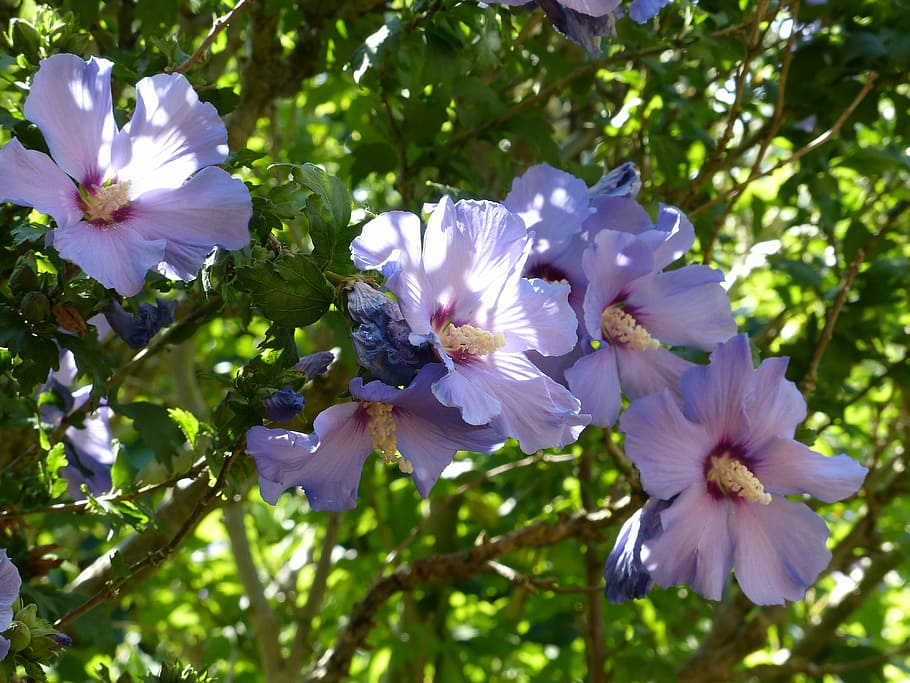 mallow, flowers, holyhook, flora, purple, petals, flowering plant HD wallpaper