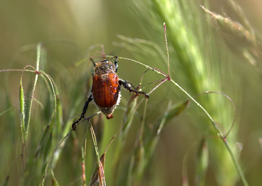 cockroach, red, climbing, plant, animal themes, animal wildlife HD wallpaper