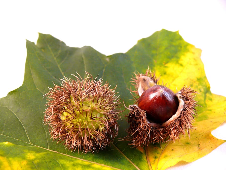 Leaf, Flora, Nut, Nuts, Food, White, tree, autumn, winter, england HD wallpaper