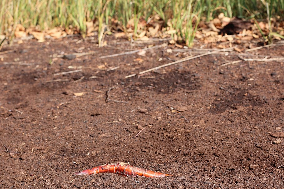 root, earth, ground, red, animal themes, one animal, animal wildlife HD wallpaper
