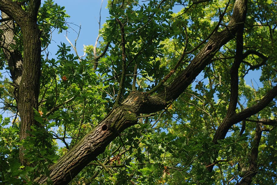 oak, tree, branches, sky, blue, leaves, oak tree, nesting, void HD wallpaper