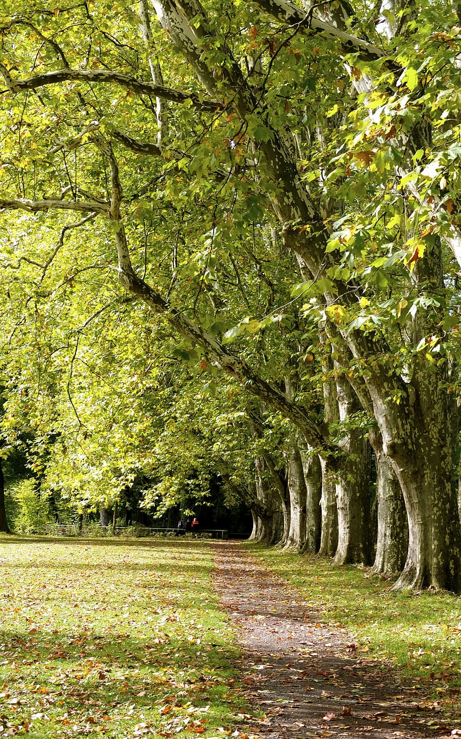 spring, summer, park, trees, away, meadow, green, grass, leaves HD wallpaper