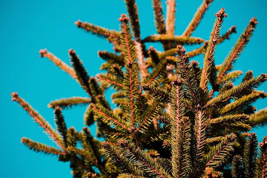 green tree, branch, pine tree, blue sky, up close, nature, close-up HD wallpaper