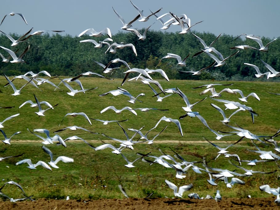 seagull, birds, flight, forest, nature, field, vertebrate, group of animals HD wallpaper
