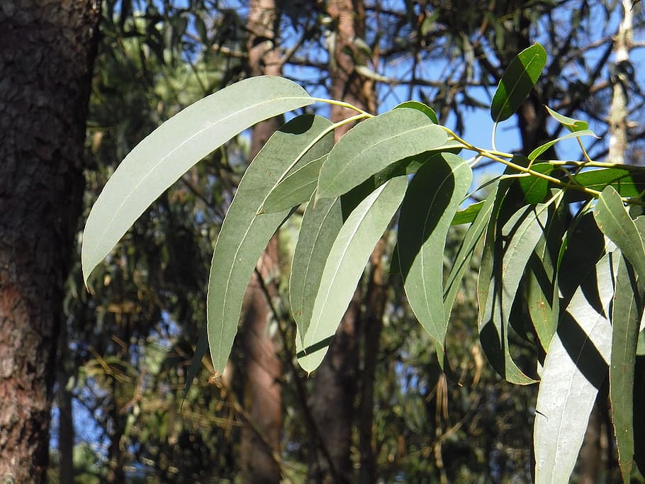 green leaves, eucalyptus, leaf, tree, trees, branches, vegetable, HD wallpaper