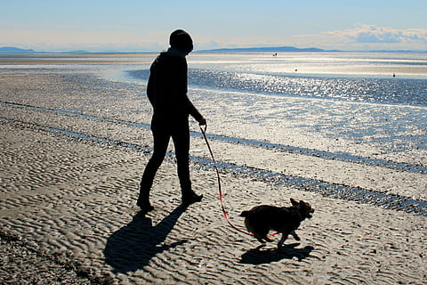 person walking on beach with dog during daytime, corgi, ocean HD wallpaper