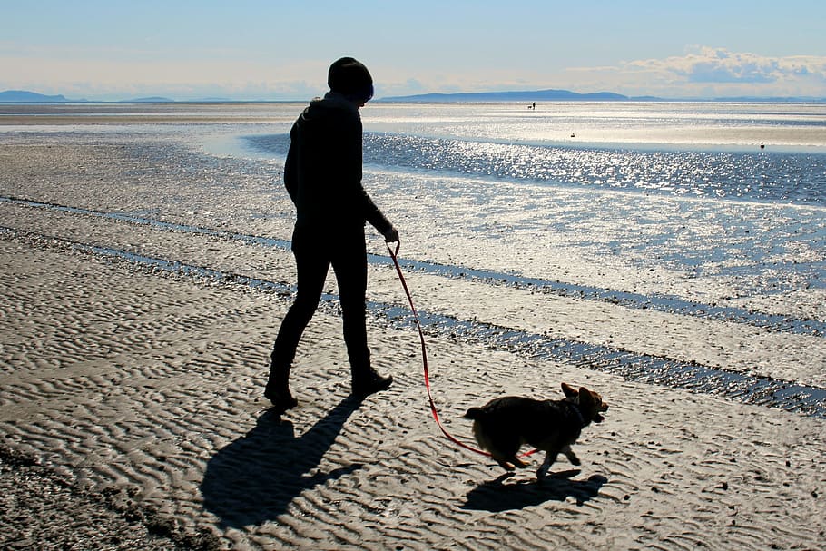 person walking on beach with dog during daytime, corgi, ocean HD wallpaper