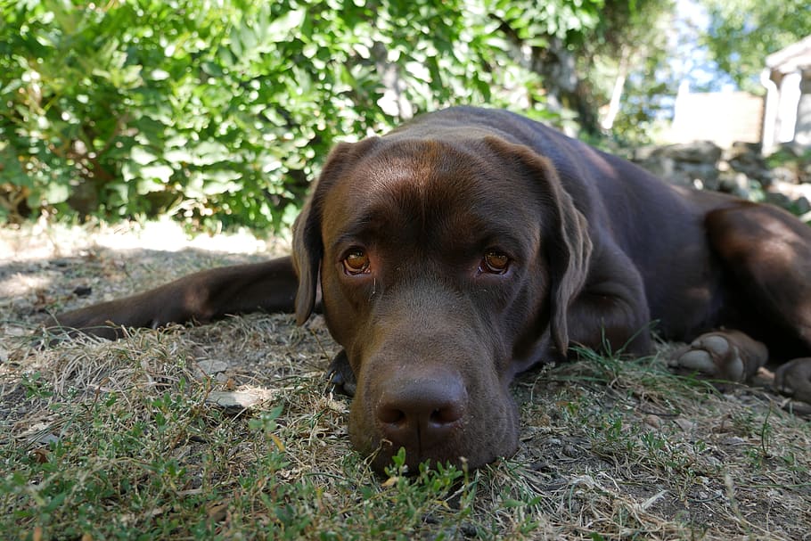 labrador, dog, brown, canine, one animal, domestic, animal themes HD wallpaper