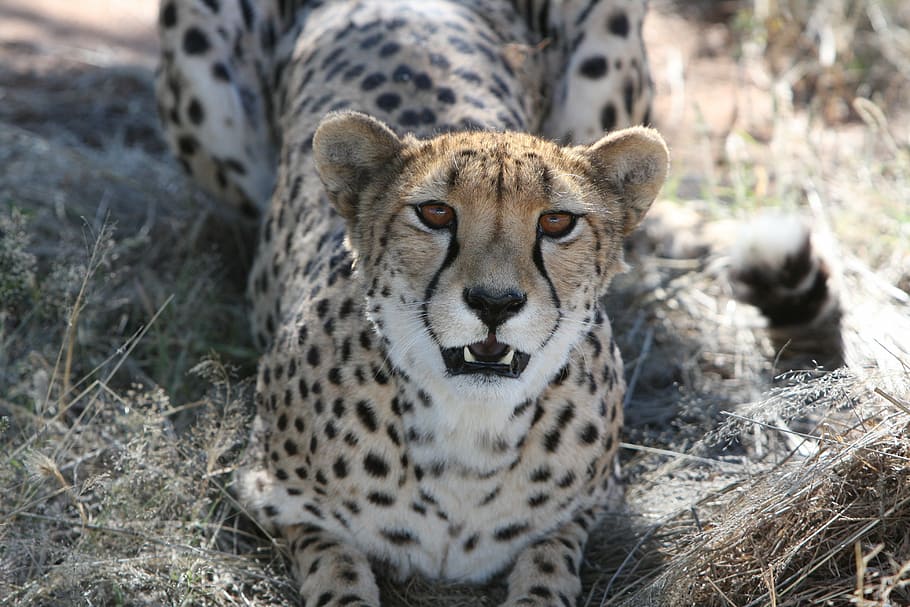 selective focus photography of cheetah, predator, namibia, wild HD wallpaper
