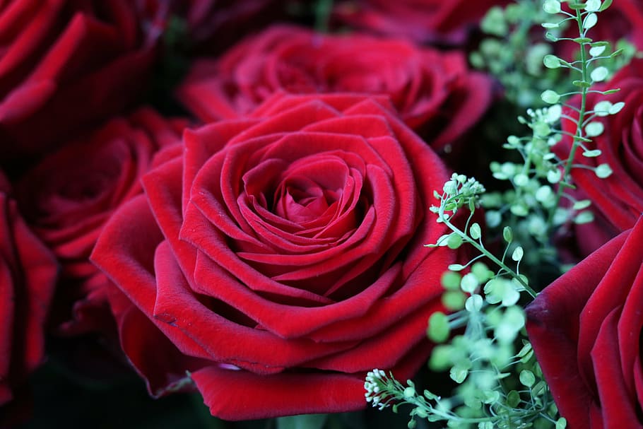 rose, red, blossom, bloom, red rose, rose blooms, flower, rose - Flower HD wallpaper