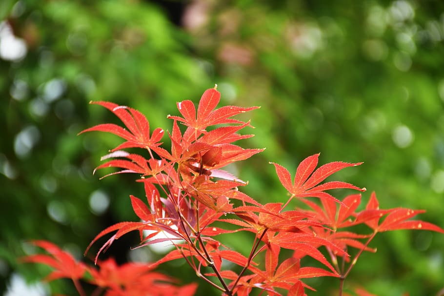 maple, plant, plant part, leaf, growth, beauty in nature, red HD wallpaper