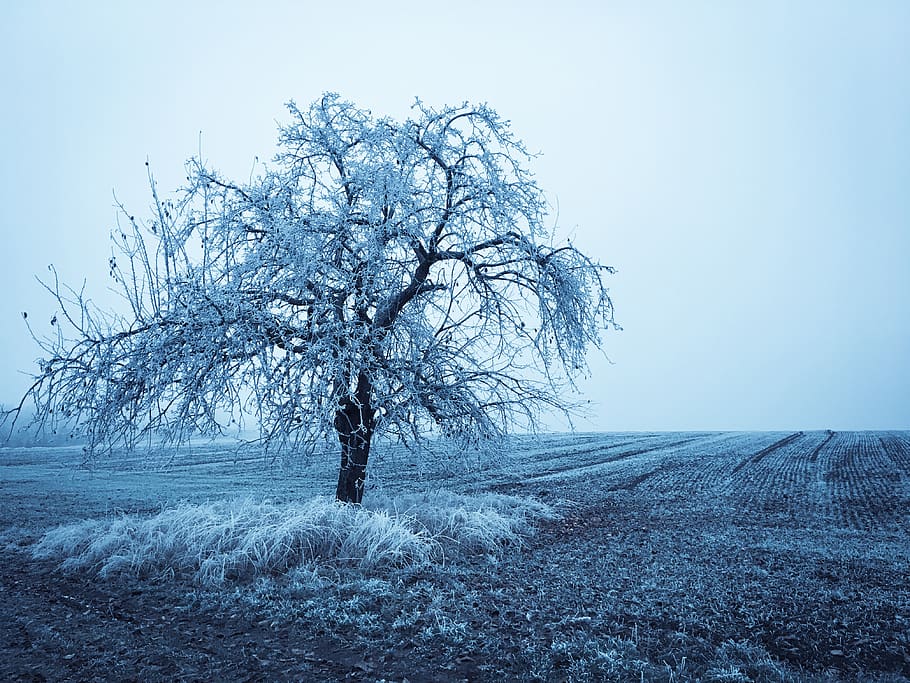 wintry, winter, tree, beauty in nature, plant, snow, bare tree HD wallpaper