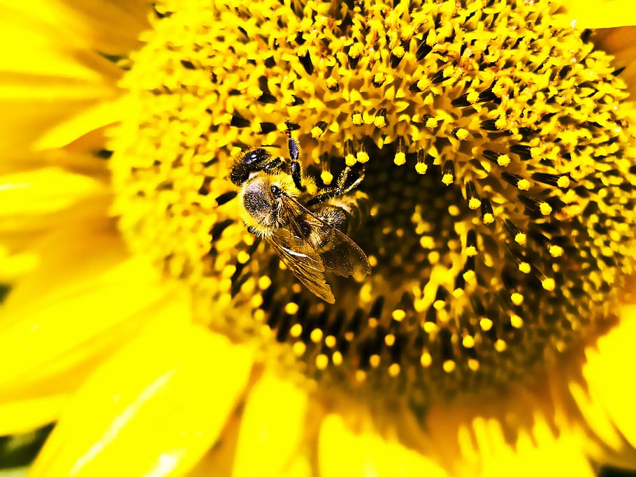 bee, sunflower, work, insect, animal, animal themes, flowering plant HD wallpaper