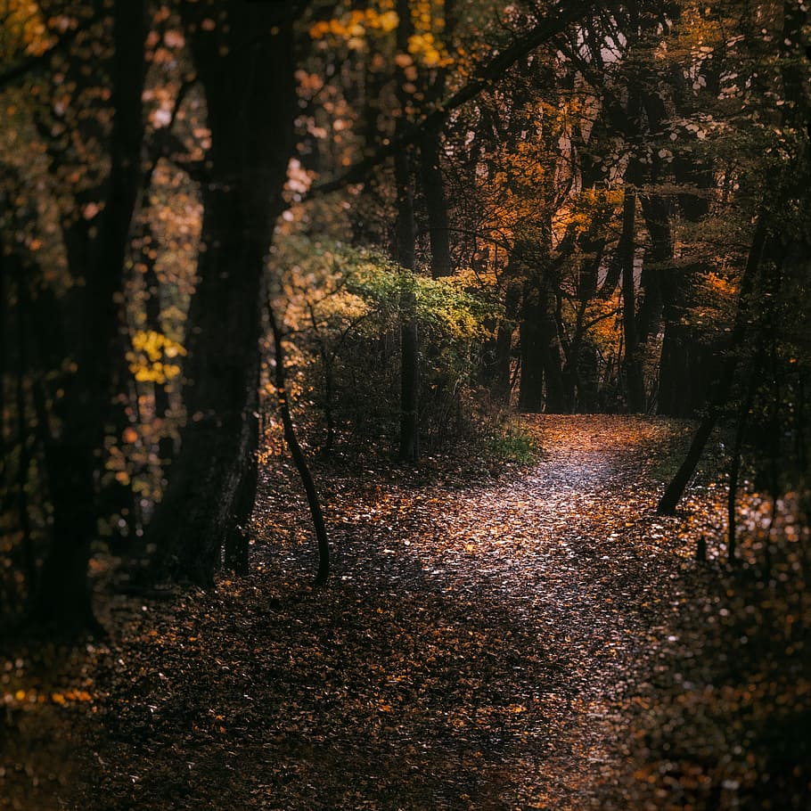 autumn, forest, path, away, nature, golden autumn, trees, leaves HD wallpaper