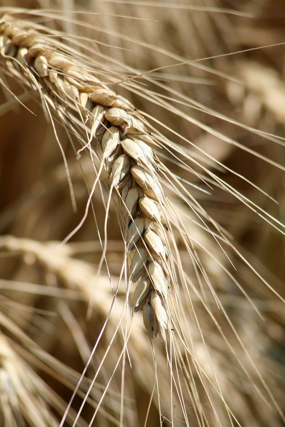 sowing, harvest, wheat, cornfield, wheatfield, grain, agriculture HD wallpaper