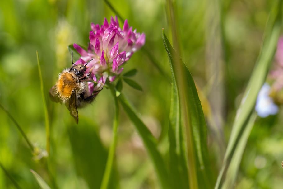 Bee, Nectar, Flowers, Nature, Insect, macro, pollen, sprinkle HD wallpaper