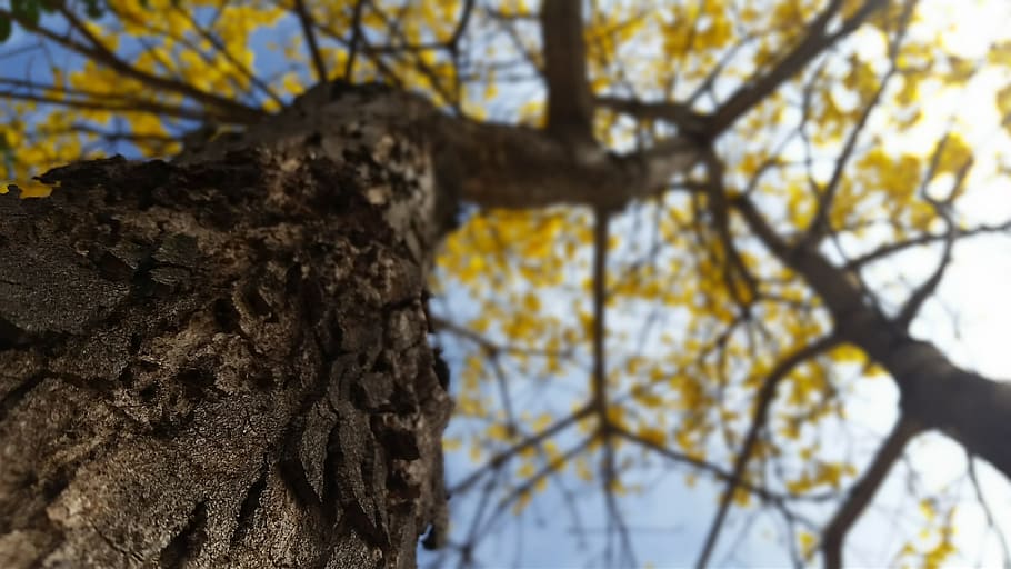 yellow ipê, tree, nature, plant, tree trunk, low angle view HD wallpaper