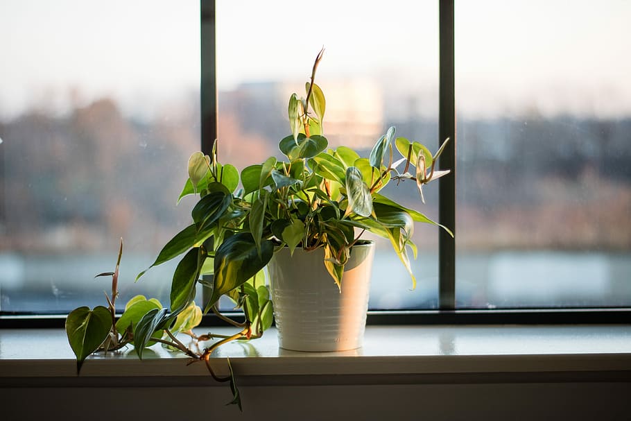 green leafed plant potted in white pot near window, selective focus photography of green leaf plant HD wallpaper