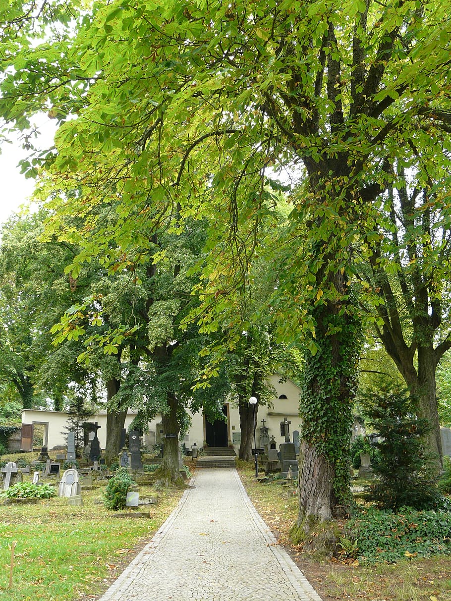 cemetery, sights, trees, plant, footpath, direction, growth HD wallpaper