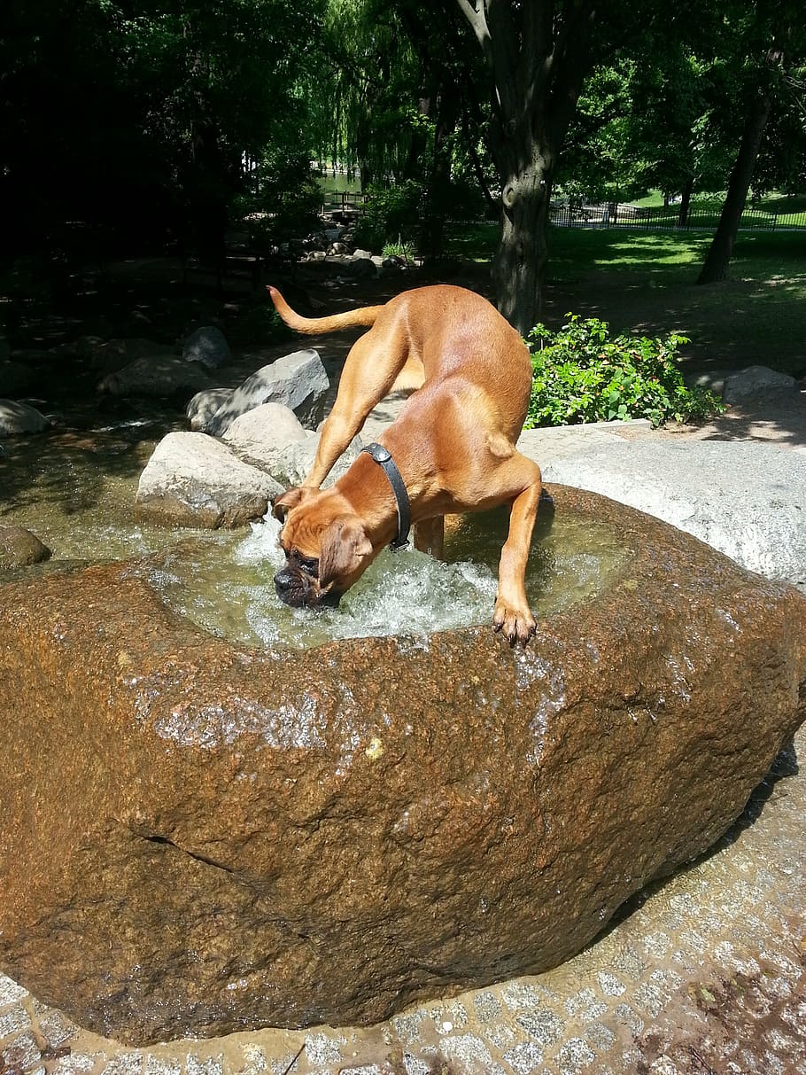 boxer, plays, water, fountain, park, summer, dog, walk, mammal HD wallpaper