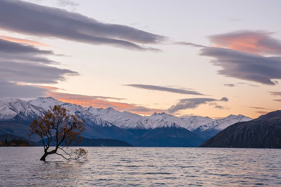 tree in the middle of ocean under cloudy sky, tree on body of water HD wallpaper