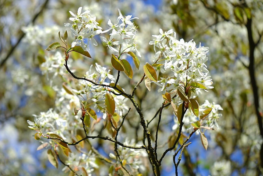 Amelanchier, Flowers, White, blütenmeer, spring, tree, branch