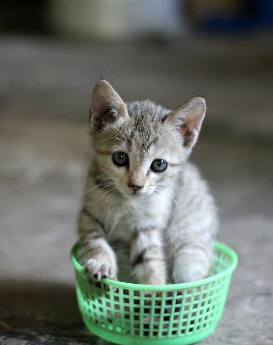 kitten in green bowl, cat, basket, cute, pet, feline, animal HD wallpaper