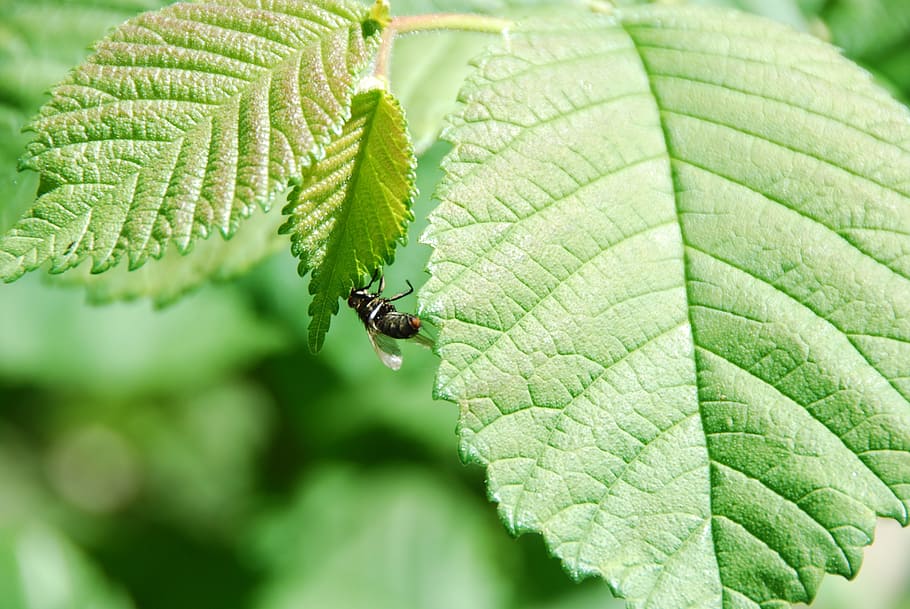 leaves, green, fly, plant part, leaf, invertebrate, insect HD wallpaper