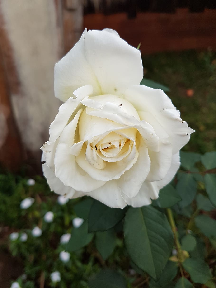 rosa, flowers, rustic, white, flowering plant, beauty in nature HD wallpaper