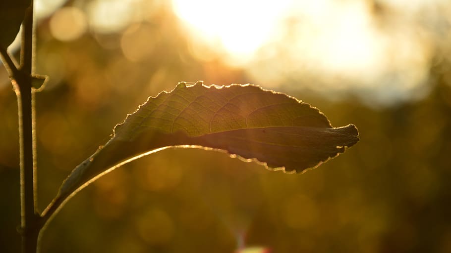 leaf, the sun, nature, plant part, sunlight, close-up, beauty in nature HD wallpaper