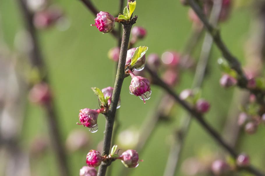 spring, dewdrop, tonsil, plant, the delicacy, almond, flowering HD wallpaper