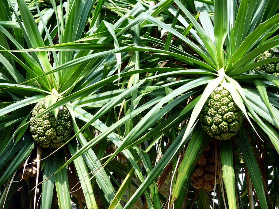 plants, green, leaf, flora, lush, tropical, exotic, foliage HD wallpaper