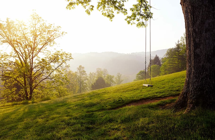 tree swing on hill during daytime, landscape photography of lawn grass beside tree HD wallpaper