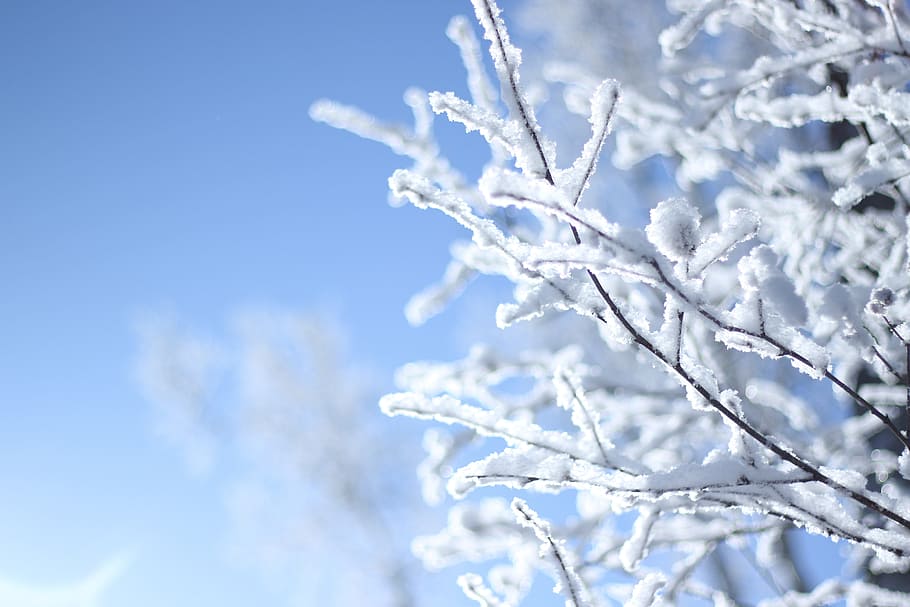 snow, harbin, winter, cold temperature, blue, frozen, plant HD wallpaper